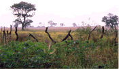 Gambian landscape