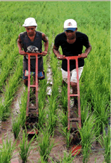Rice weeders used in the production of organic rice