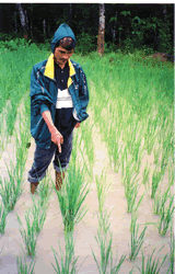 ECO-RICE selections are made under low fertility soil conditions which enable farmer breeders to readily identify rice strains with improved N nutrition
