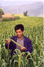 Farmer evaluating improved variety of millet for food production