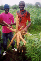 A Gambian farmer pleased with his improved Cassava plant variety.