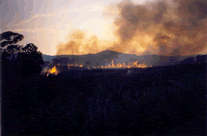 Cane burning causes serious environmental degradation in Negros