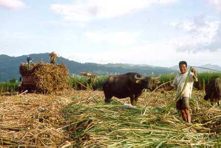 A Phillipine farmer